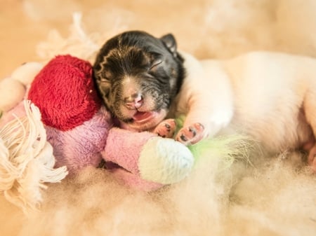 JACK RUSSELL PUPPY - puppy, little, cute, dog