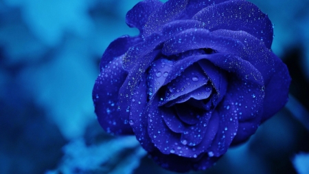 Drops on Blue Rose - nature, macro, petals, blue, flowers, rose, drops