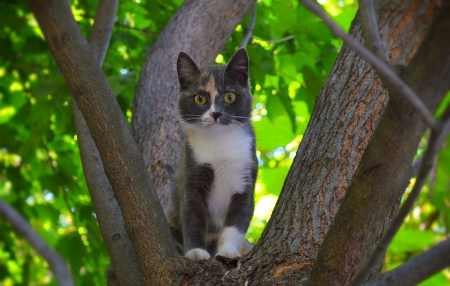 Kitten - animal, pisica, kitten, green, tree, cat