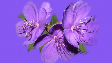 Purple flowers - Garden, Purple, Flowers, Close up