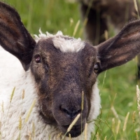 Close Up Of A Sheep