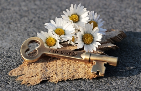 â™¥ - abstract, flowers, daisies, soft