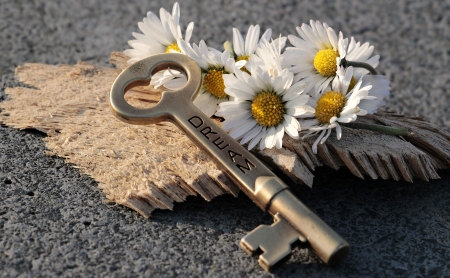 ♥ - daisies, abstract, flowers, soft