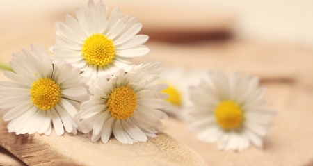 ♥ - daisies, abstract, flowers, soft