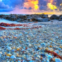 Seashells At Coral Cove Park