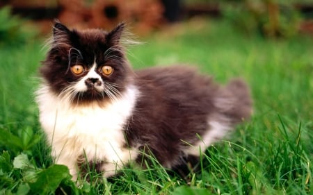 Long-haired  Kitten - fluffy, animal, cute, grass, longhaired, cat