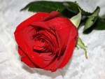 Beautiful Rose Flower