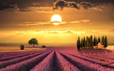 Lavender Sunset - fields, sky, trees, sun, field, sunset, clouds, house, lavender