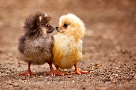 :D - chicken, yellow, brown, dog, creative, fantasy, animal, funny, cute, kiss, couple