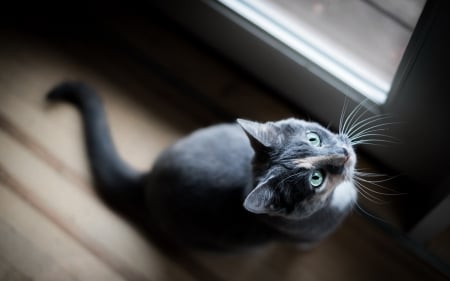 Looking Up - feline, cats, looking up, animals