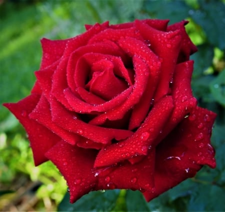 Fire Fighter - large rose, red rose, nature, photography, fire fighter, rose, lovely, colour red