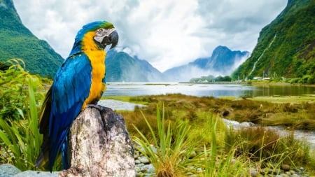 Colorful Parrot - sky, lake, parrots, animal, mountains, bird