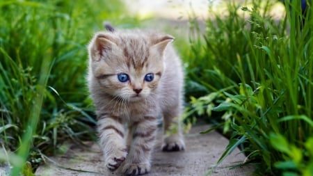 Cute Kitten