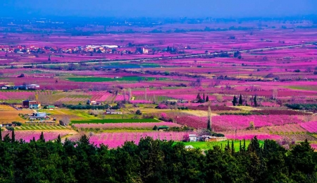 Veria meadow - Peach trees (Greece) - greece, meadow, pink, veria, spring, peach tree, nature