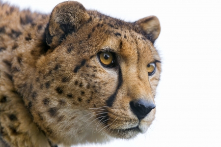 Cheetah - white, face, eyes, animal, cheetah