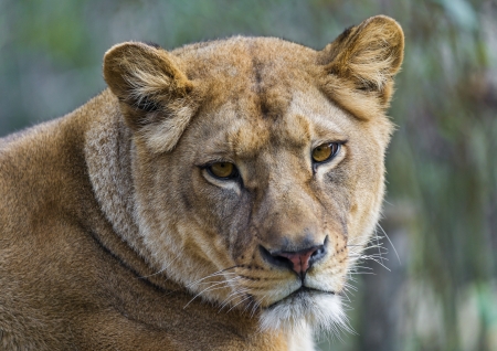 Lion - face, lion, cat, eyes, animal, lioness, big cat