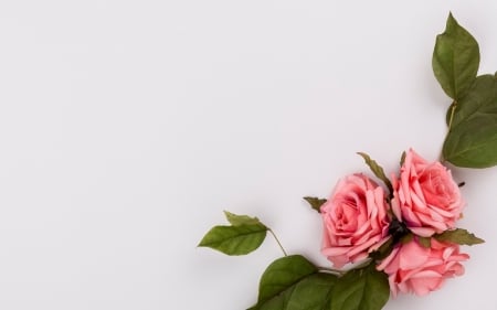 Happy Day! - white, green, rose, card, flower, pink