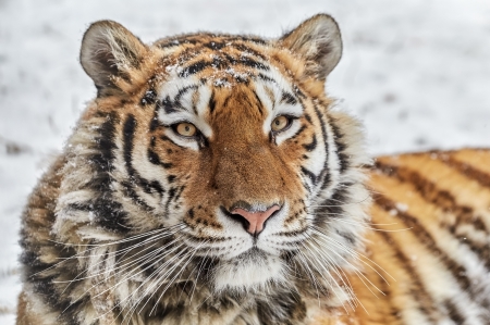 Tiger - winter, snow, orange, tiger, white, animal, iarna, tigru, big cat