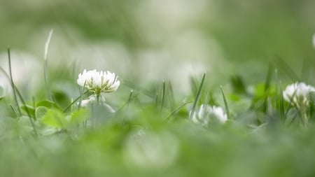 Clover in the Grass - clover, summr, spring, lawn, fragrant, blossom, green, grass, firefox persona theme