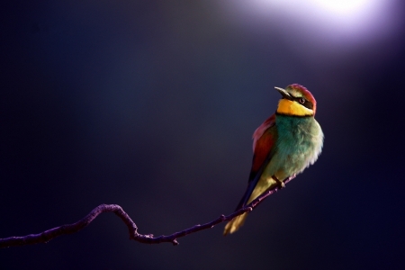 Bee-Eater - bird, yellow, purple, red, green, pasare, bee eater