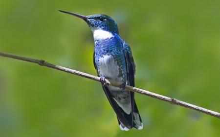 Hummingbird - hummingbird, colibri, pasare, bird, blue, green