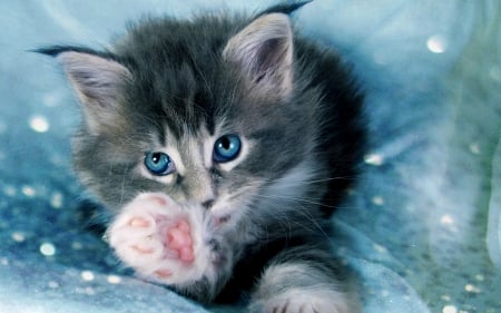 Hi! - view from the top, blue, cat, pisica, animal, kitten, paw, cute, adorable