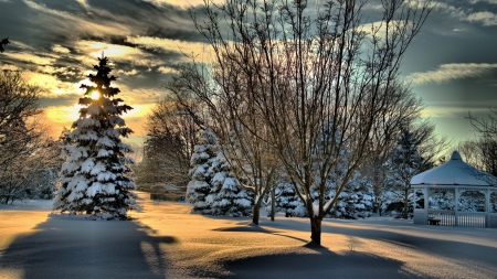 Christmas trees - Trees, Snow, Shadow, Winter, Sun