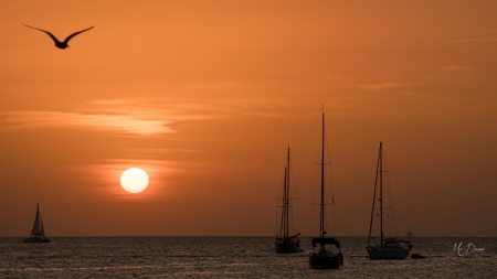 Sailing at Sunset - sea, sunrise, ocean, sailboats, Firefox Persona theme, sunset, Puget Sound, sun, sky, bay