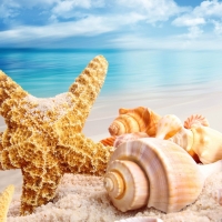 Beach And Shells