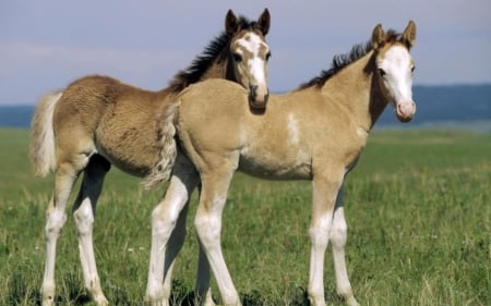 Twin Fillies - twin, horses, animals, beautiful, fillies