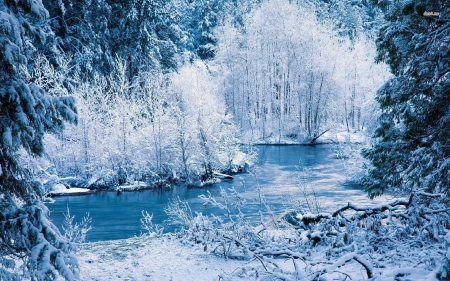 Winter in the Forest