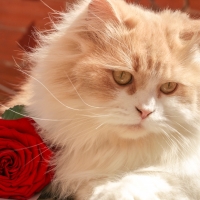 Cat and a rose