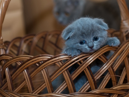 Cute Kitten on Basket - basket, animal, kitten, cute, cat