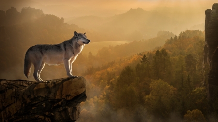 Wolf - rock, lup, animal, wolf