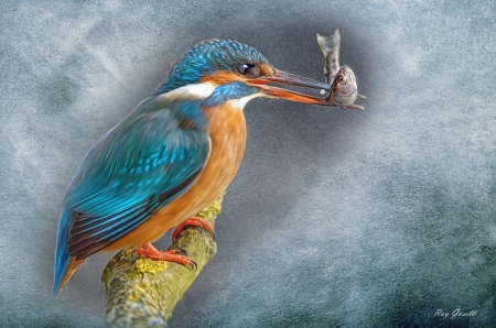 Kingfisher - summer, pasare, bird, kingfisher, orange, fiosh, blue, art