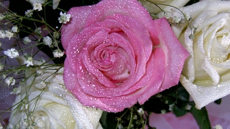 Drops on Roses - flowers, roses, nature, dew, drops, bouquet