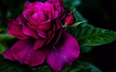 Rose - black, green, rose, flower, pink