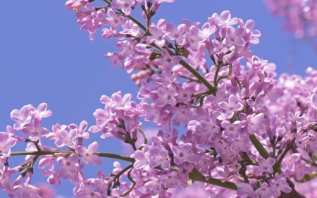 Lilac - blue, pink, lilac, spring, flower