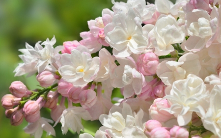 Lilac - white, skin, pink, green, lilac, flower