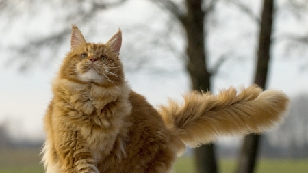 Cat - cat, fluffy, maine coon, animal, pisica, ginger