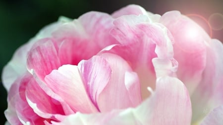 Peony Petals - blooms, blossoms, summer, spring, petals, pink, flowers, Firefox Persona theme, peony