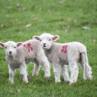 Lambs