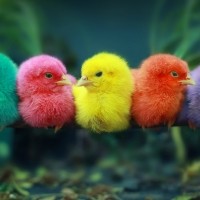 Easter Chicks