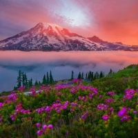 Mount Rainier National Park Washington USA