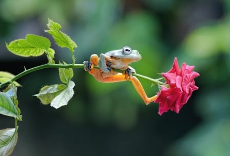 Frog - bokeh, frog, broasca, summer, rose, pink, amphibian, green, orange, flower