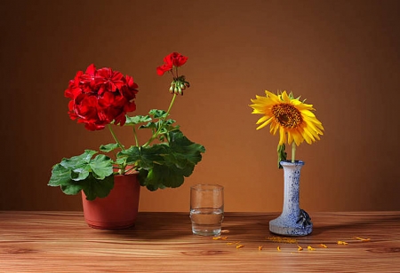 Beautiful flowers - Vase, Sunflower, Glass, Still Life