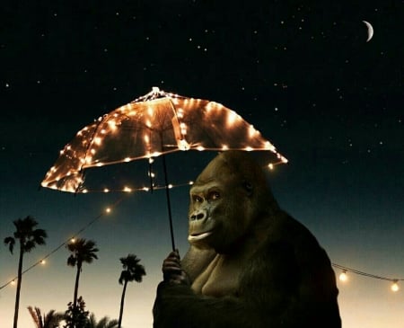 :D - moon, night, monkey, crative, dark, black, fantasy, umbrella, lights, marcel van luit, gorilla, luna, palm tree