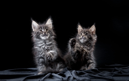 Kittens - paw, couple, cat, animal, cute, black, pisica, kitten