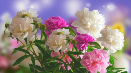 Spring Peonies - white, peonies, pink, spring