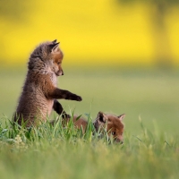 Playful Kits